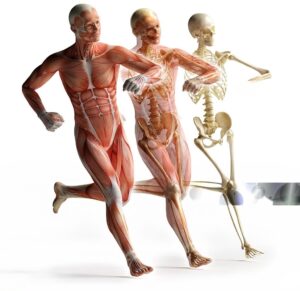 Human Body Structure key elements of medical coding anatomy